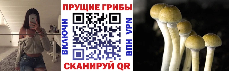 Галлюциногенные грибы Psilocybine cubensis  Орехово-Зуево 